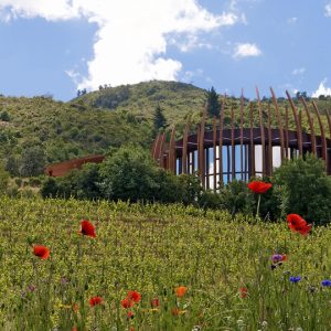 Ruta del Vino Valle de Colchagua - Día Completo